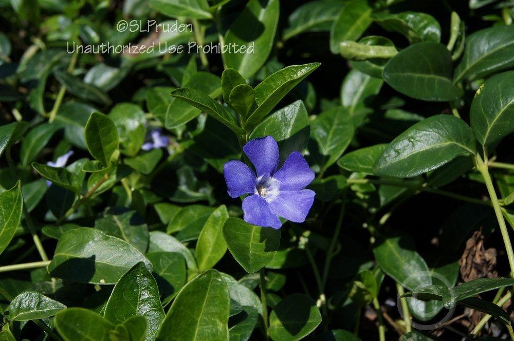 Photo of Lesser Periwinkle (Vinca minor) uploaded by DaylilySLP