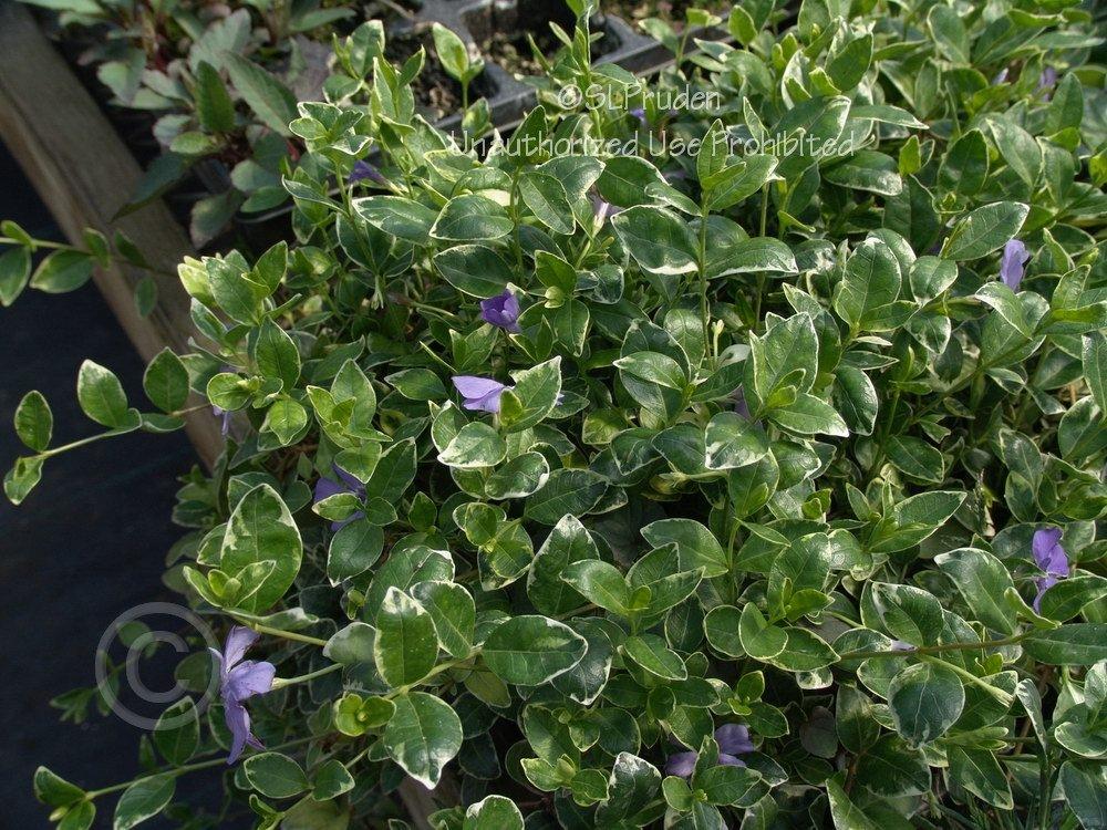 Photo of Common Periwinkle (Vinca minor 'Ralph Shugert') uploaded by DaylilySLP