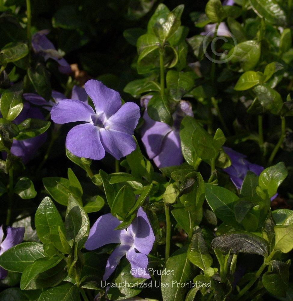 Photo of Greater Periwinkle (Vinca major) uploaded by DaylilySLP
