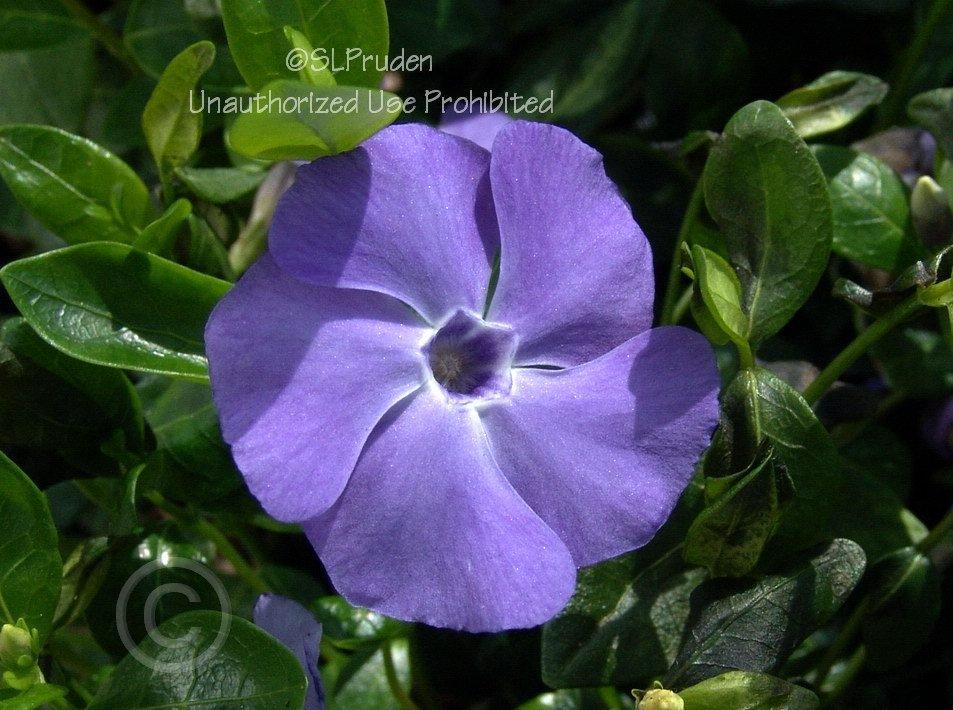 Photo of Greater Periwinkle (Vinca major) uploaded by DaylilySLP