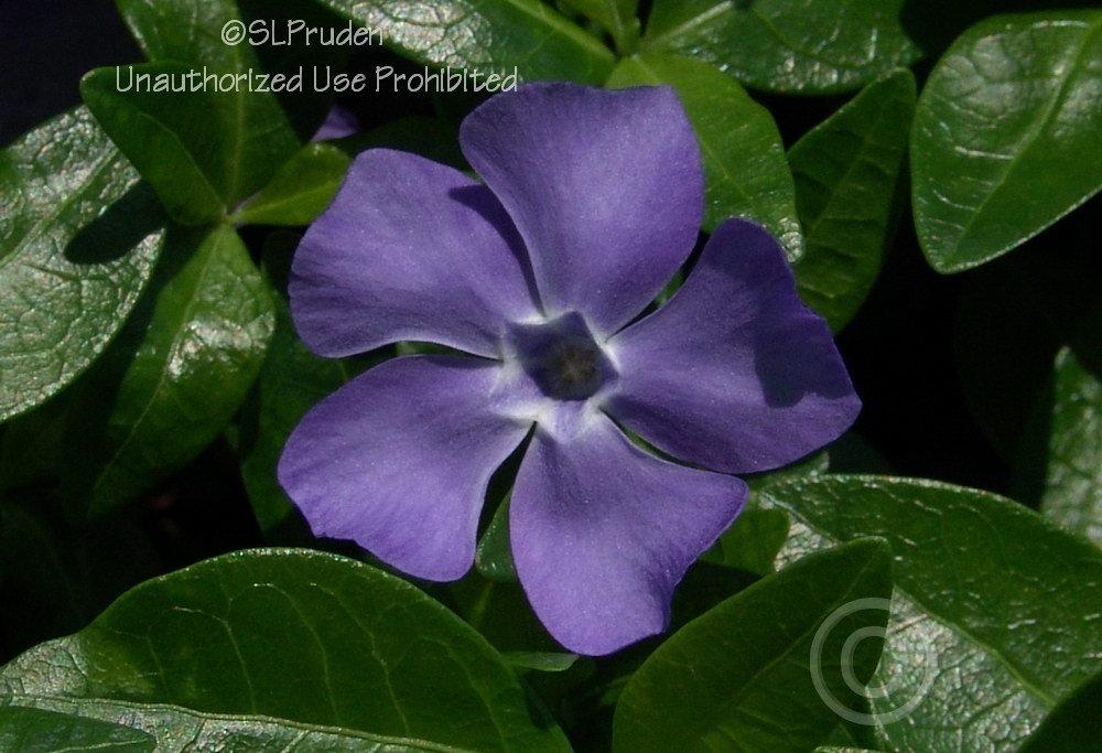 Photo of Lesser Periwinkle (Vinca minor) uploaded by DaylilySLP