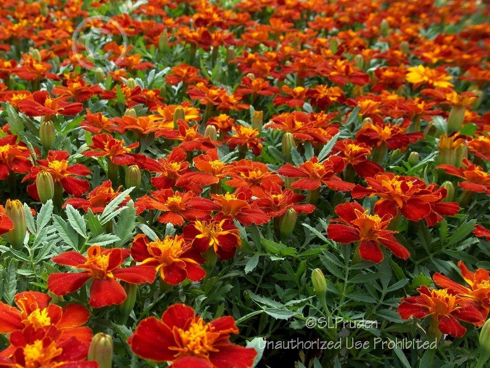 Photo of French Marigold (Tagetes erecta 'Safari Red') uploaded by DaylilySLP
