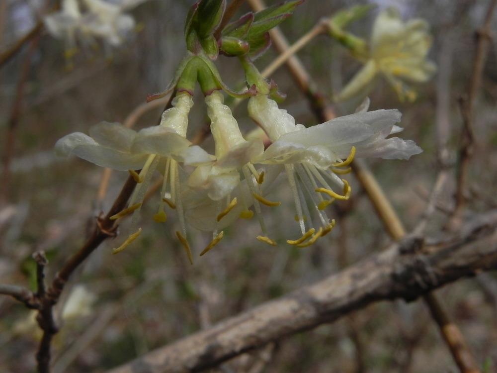 Photo of Winter Honeysuckle (Lonicera fragrantissima) uploaded by SL_gardener