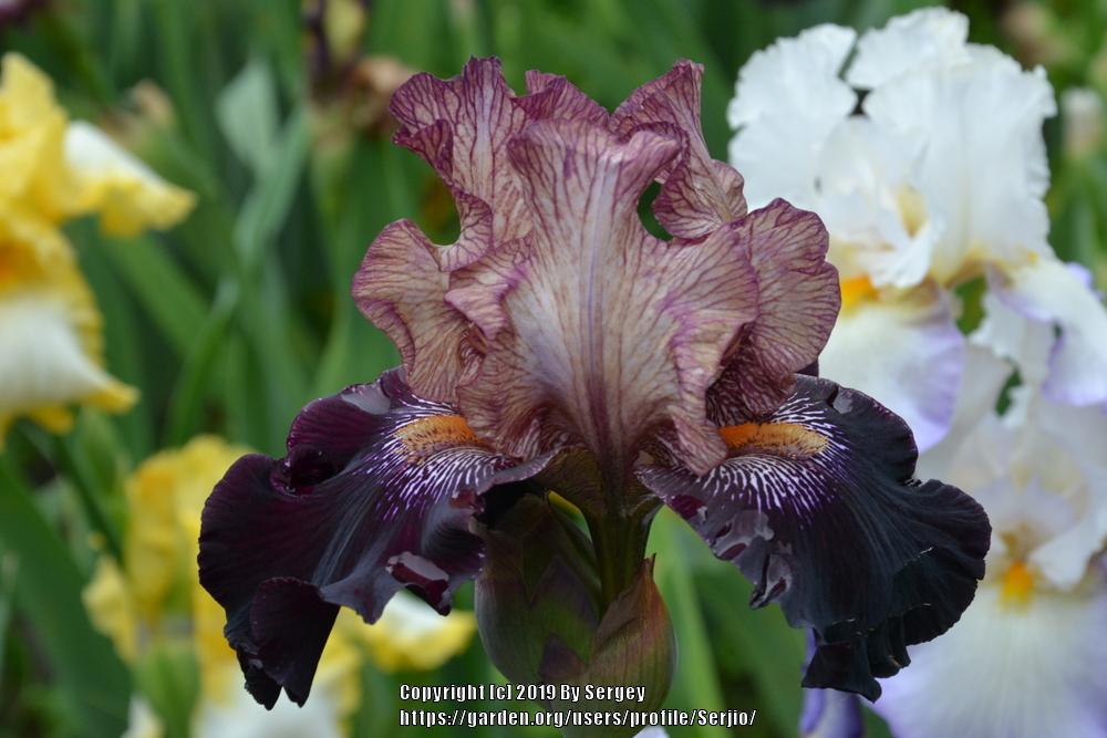 Photo of Tall Bearded Iris (Iris 'Action Packed') uploaded by Serjio