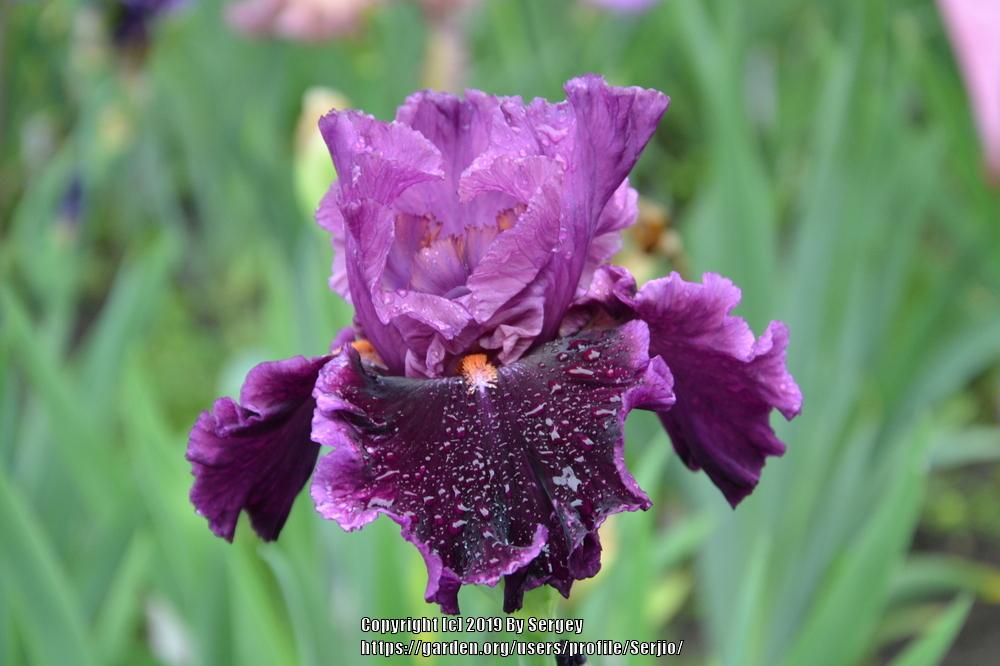 Photo of Tall Bearded Iris (Iris 'Accessible') uploaded by Serjio