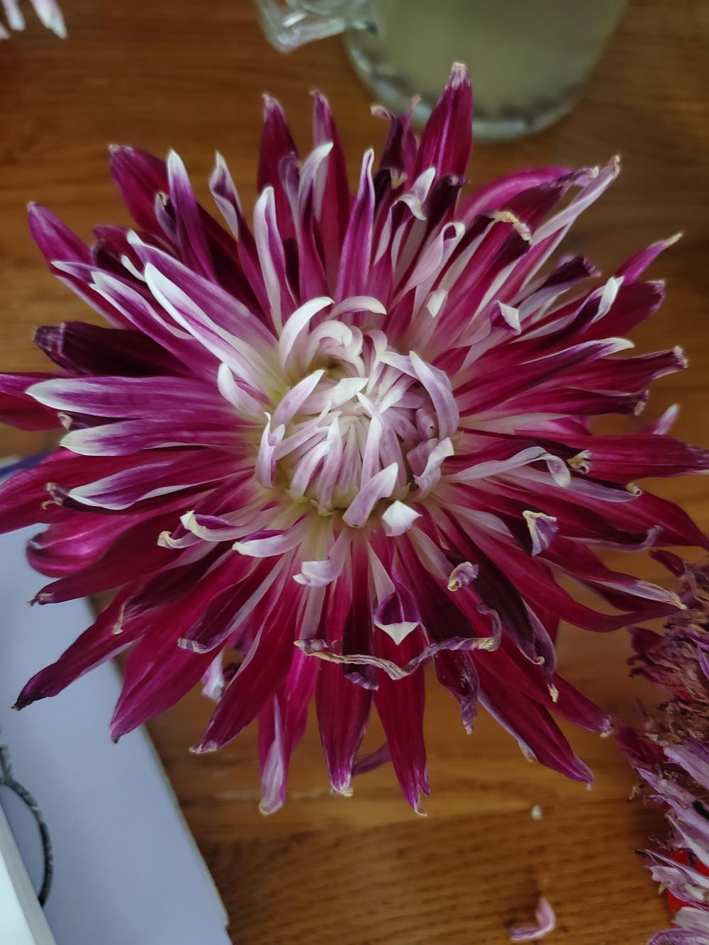 Photo of Dahlia 'Vancouver' uploaded by mathchick13