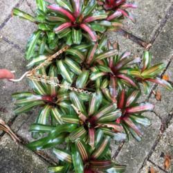 Location: Winter Springs, FL zone 9b
Date: 2019-09-04
This is the same plant that I posted here three years ago, you ca