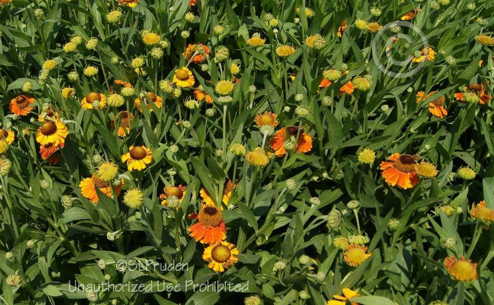 Photo of Helenium autumnale 'Sahin's Early Flowerer' uploaded by DaylilySLP