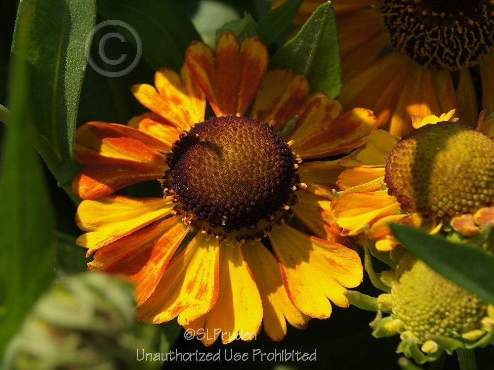 Photo of Helenium autumnale 'Sahin's Early Flowerer' uploaded by DaylilySLP