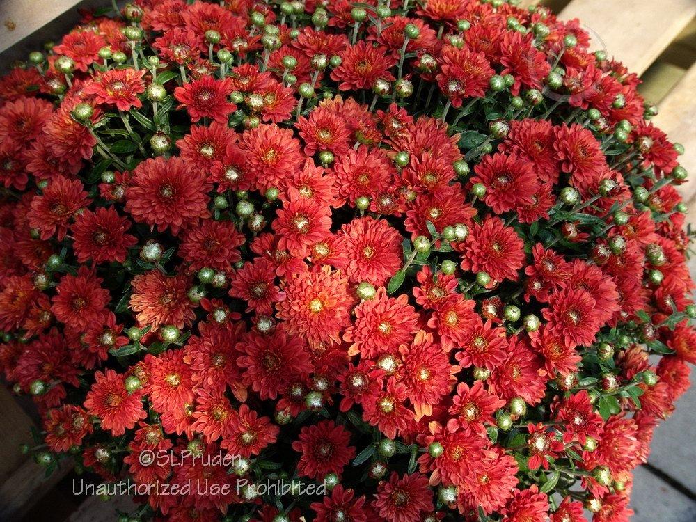 Photo of Belgian Mum (Chrysanthemum 'Camina Red') uploaded by DaylilySLP