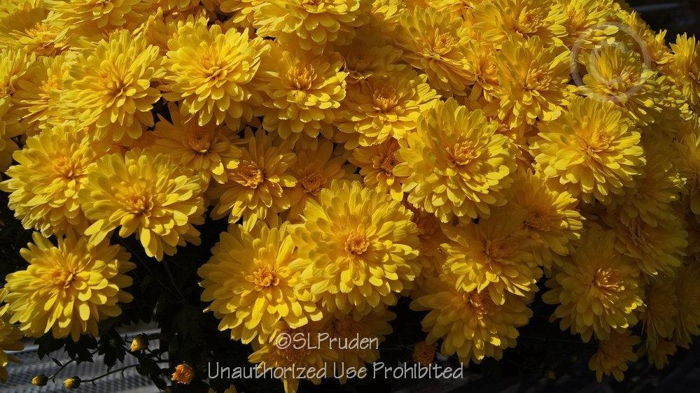 Photo of Belgian Mum (Chrysanthemum 'Allegra Yellow') uploaded by DaylilySLP