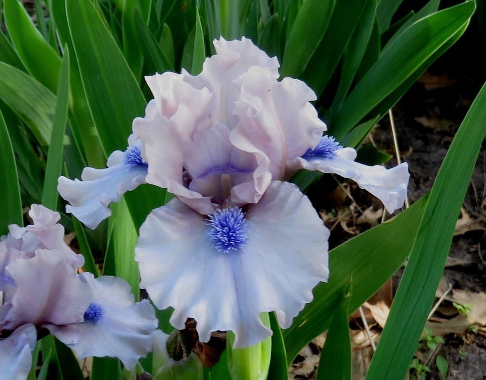 Photo of Standard Dwarf Bearded Iris (Iris 'Breathtaking') uploaded by KentPfeiffer