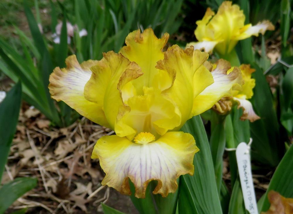 Photo of Standard Dwarf Bearded Iris (Iris 'Bazinga') uploaded by KentPfeiffer