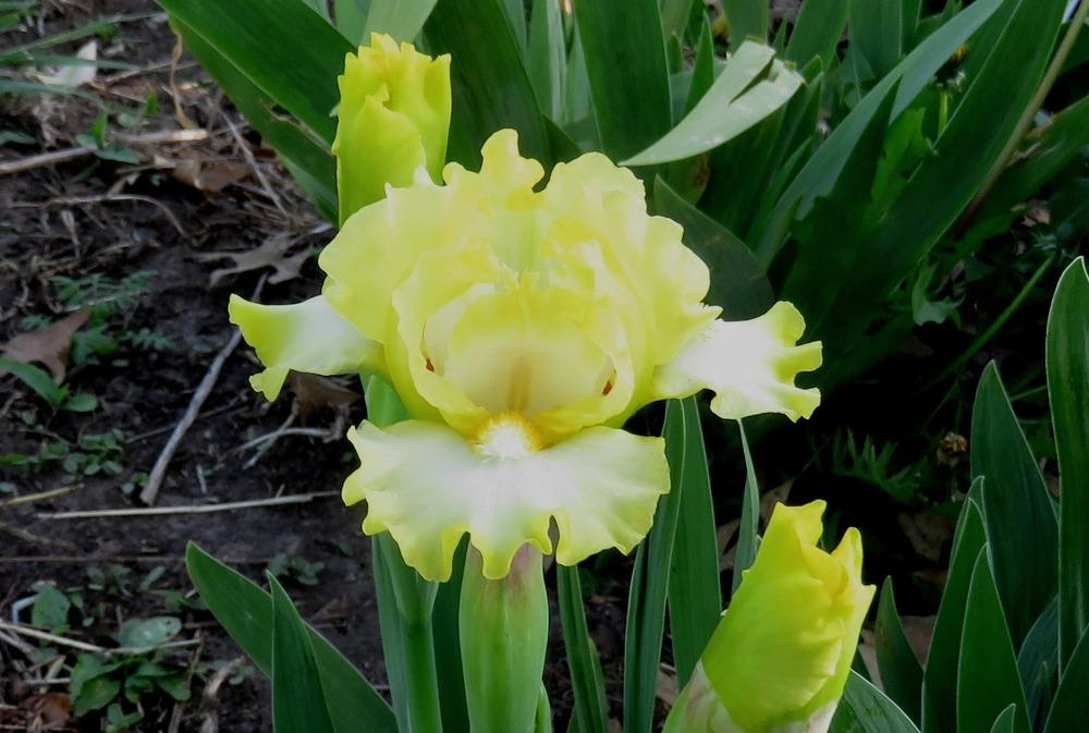 Photo of Standard Dwarf Bearded Iris (Iris 'Blissful') uploaded by KentPfeiffer