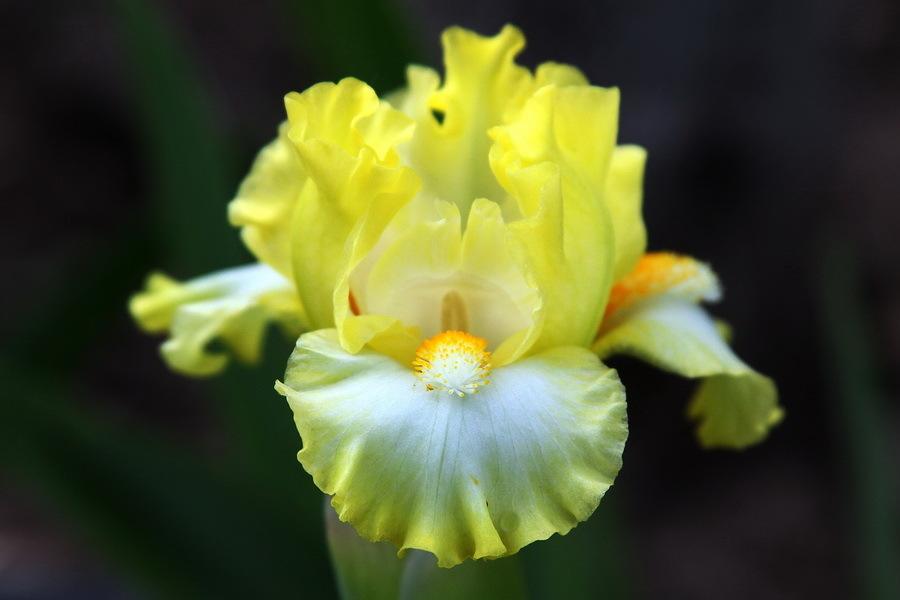 Photo of Standard Dwarf Bearded Iris (Iris 'Blissful') uploaded by dimson67