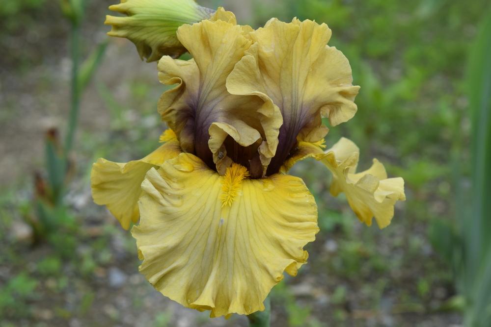Photo of Tall Bearded Iris (Iris 'Lost World') uploaded by Dachsylady86