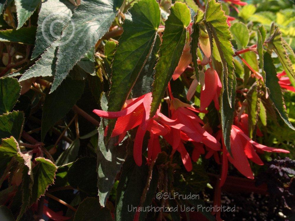Photo of Begonia (Begonia boliviensis Bonfire®) uploaded by DaylilySLP