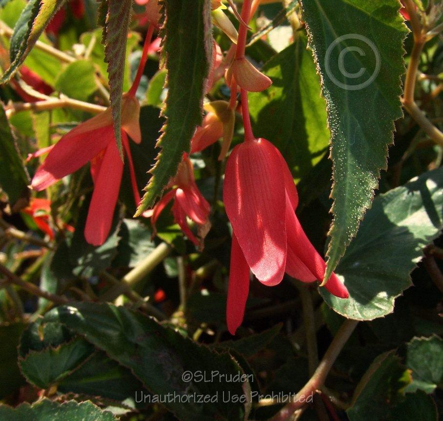 Photo of Begonia (Begonia boliviensis Bonfire®) uploaded by DaylilySLP
