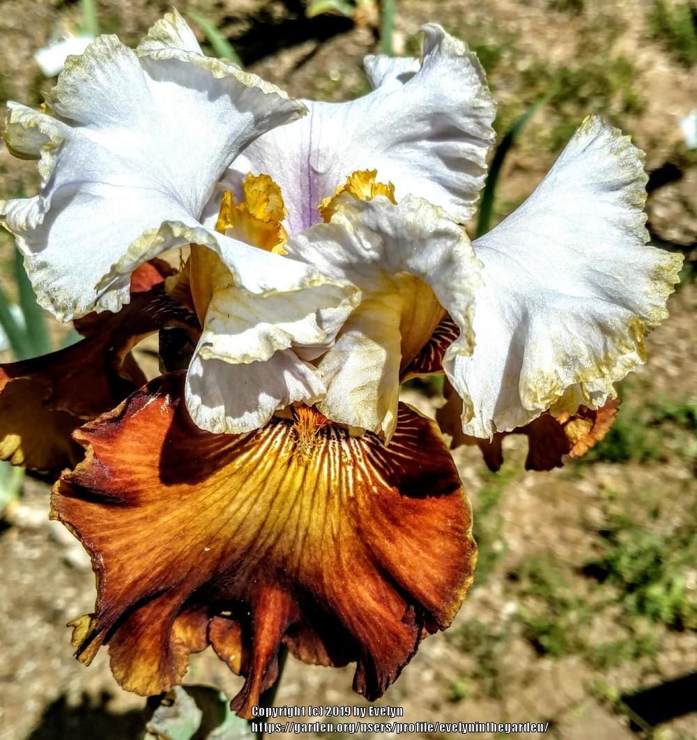 Photo of Tall Bearded Iris (Iris 'Milk in My Coffee') uploaded by evelyninthegarden