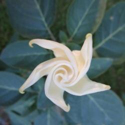 Location: All pictures taken in/on my gardens/greenhouse/property
Date: 2019-09-11
Angel's Trumpet