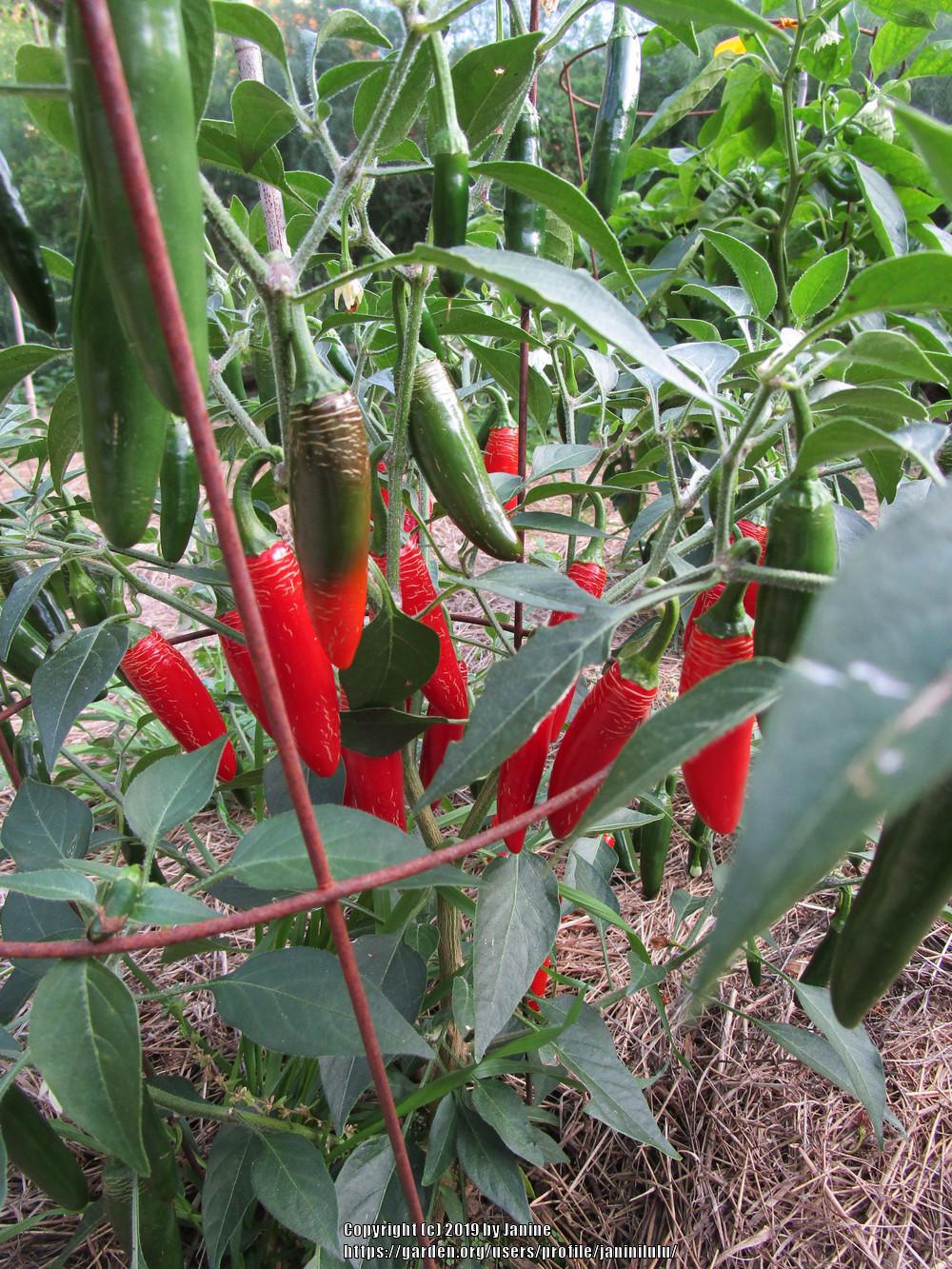 Photo of Hot Pepper (Capsicum annuum 'Serrano Tampiqueno') uploaded by janinilulu
