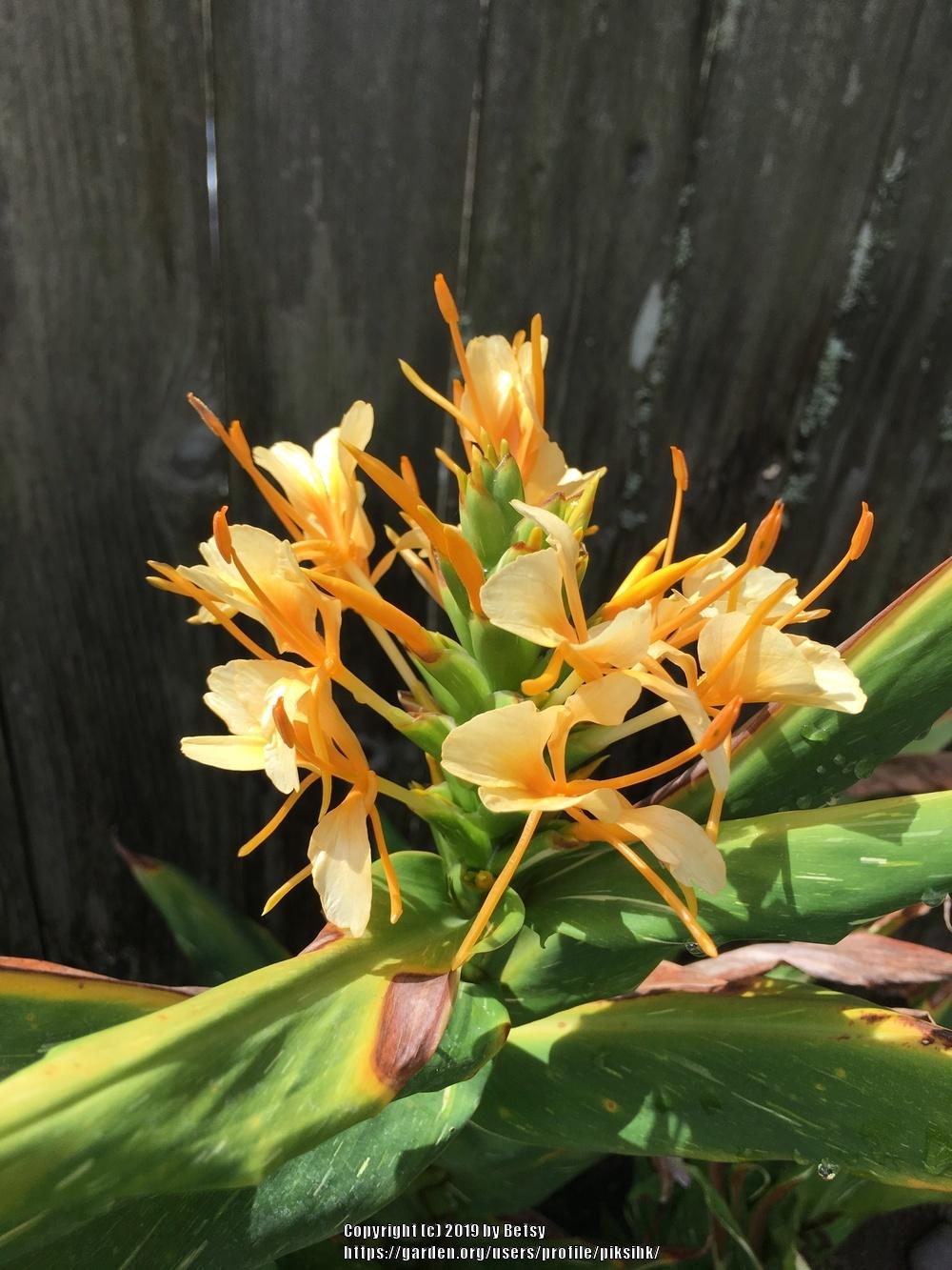 Photo of Ginger Lily (Hedychium 'Dr. Moy') uploaded by piksihk