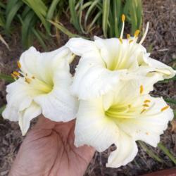 Location: My full sun West daylily bed zone 9
Date: 2019-09-11
After 3 months of blooms these are last 3 on last scape