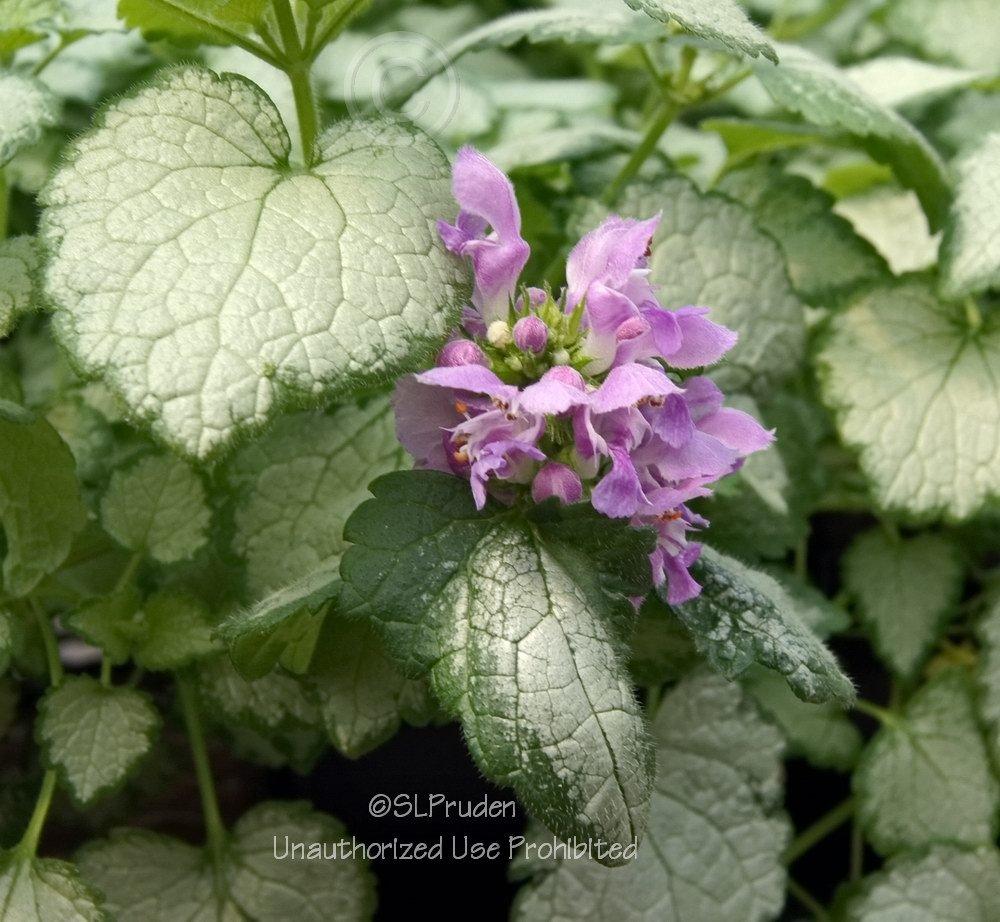Photo of Spotted Dead Nettle (Lamium maculatum 'Orchid Frost') uploaded by DaylilySLP