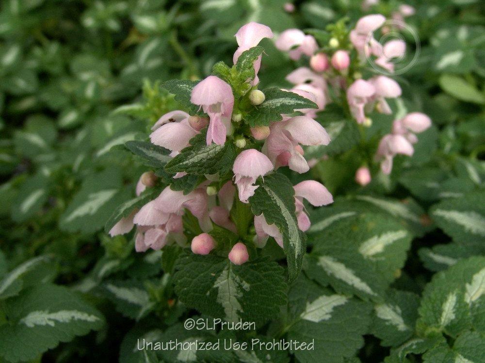 Photo of Spotted Dead Nettle (Lamium maculatum 'Shell Pink') uploaded by DaylilySLP