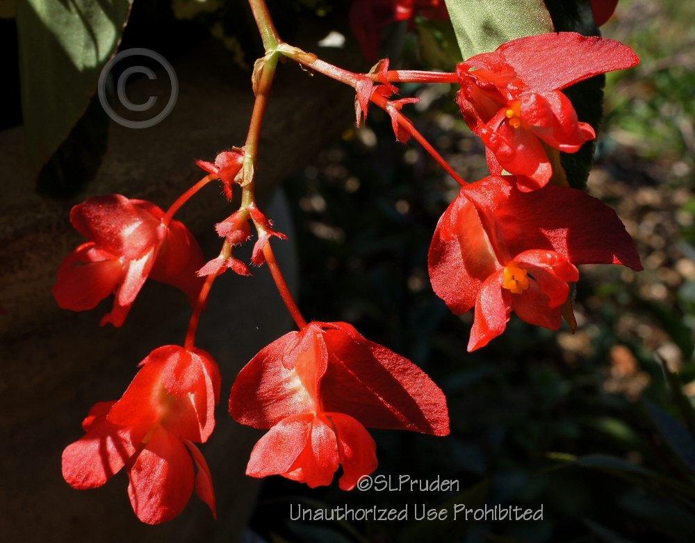 Photo of Dragon Wing Begonia (Begonia Dragon Wing® Red) uploaded by DaylilySLP
