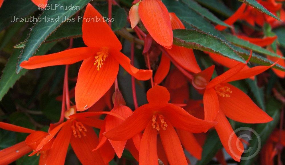 Photo of Bolivian Begonia (Begonia boliviensis) uploaded by DaylilySLP