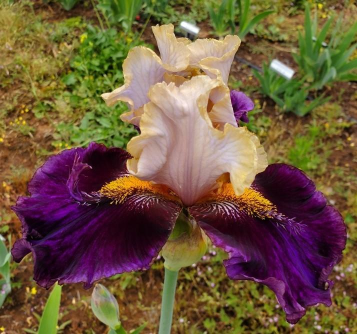 Photo of Tall Bearded Iris (Iris 'Dallas Done Right') uploaded by MZiris