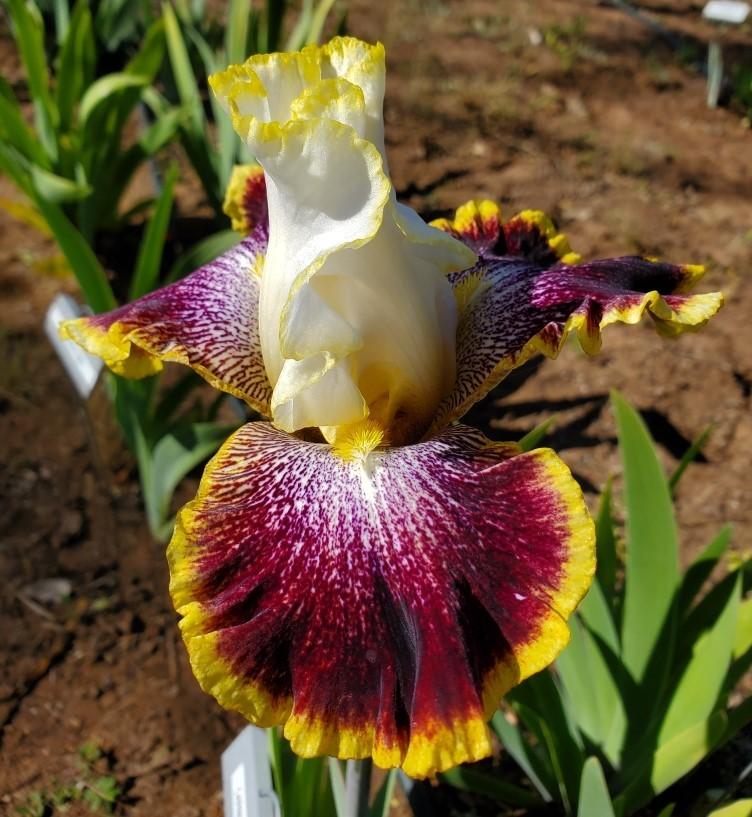 Photo of Tall Bearded Iris (Iris 'Carnival Ride') uploaded by MZiris