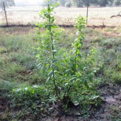 Location: Gause, Texas
Date: 2019-09-11
Plant in ground for only 3 months in Texas oppressive summer heat