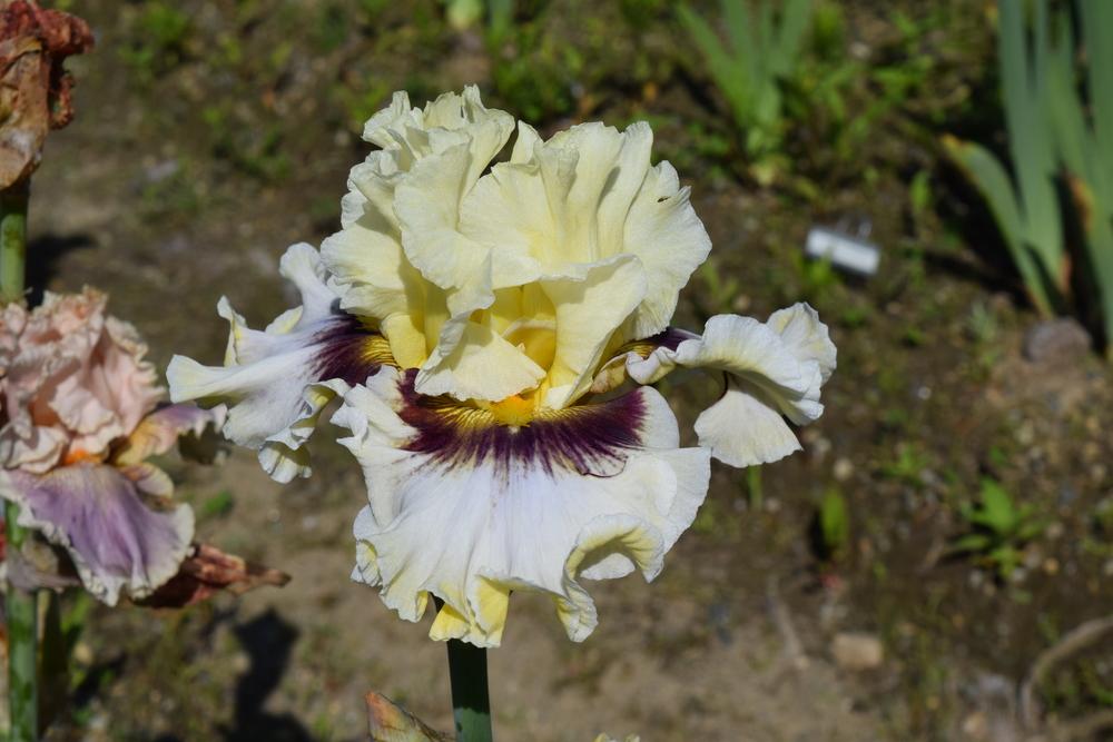 Photo of Tall Bearded Iris (Iris 'Truth or Dare') uploaded by Dachsylady86