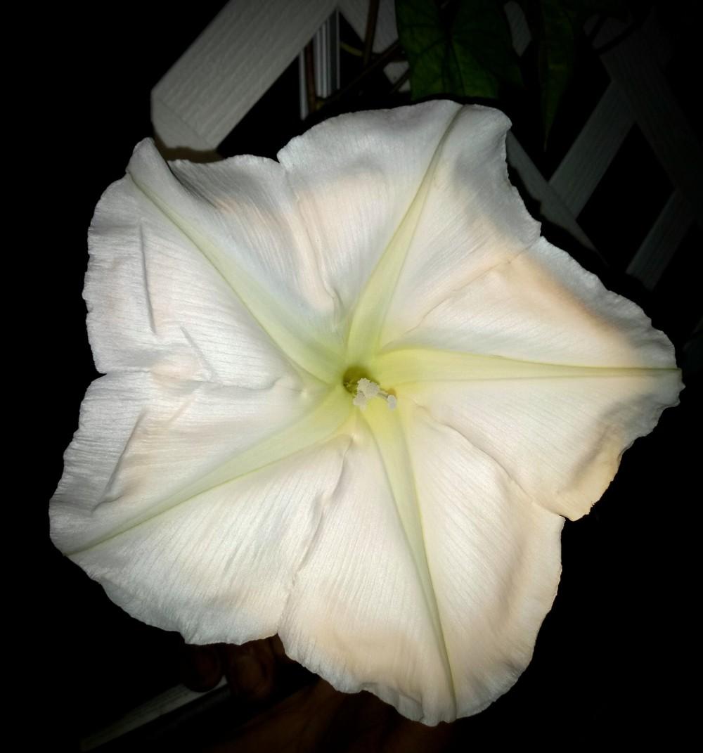 Photo of Moonflower (Ipomoea alba) uploaded by JayZeke