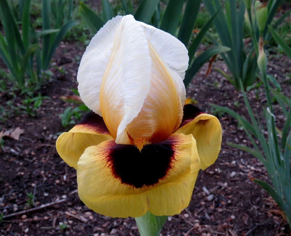 Photo of Arilbred Iris (Iris 'Dragon's Eye') uploaded by KentPfeiffer