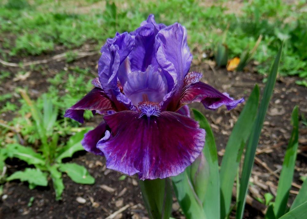 Photo of Standard Dwarf Bearded Iris (Iris 'Don't Fix It') uploaded by KentPfeiffer