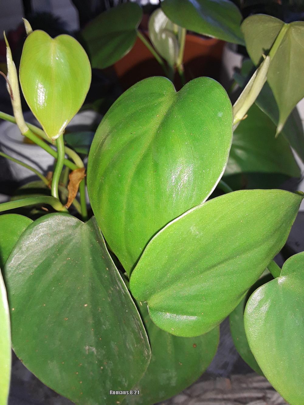 Photo of Heart Leaf Philodendron (Philodendron hederaceum var. oxycardium) uploaded by codielane