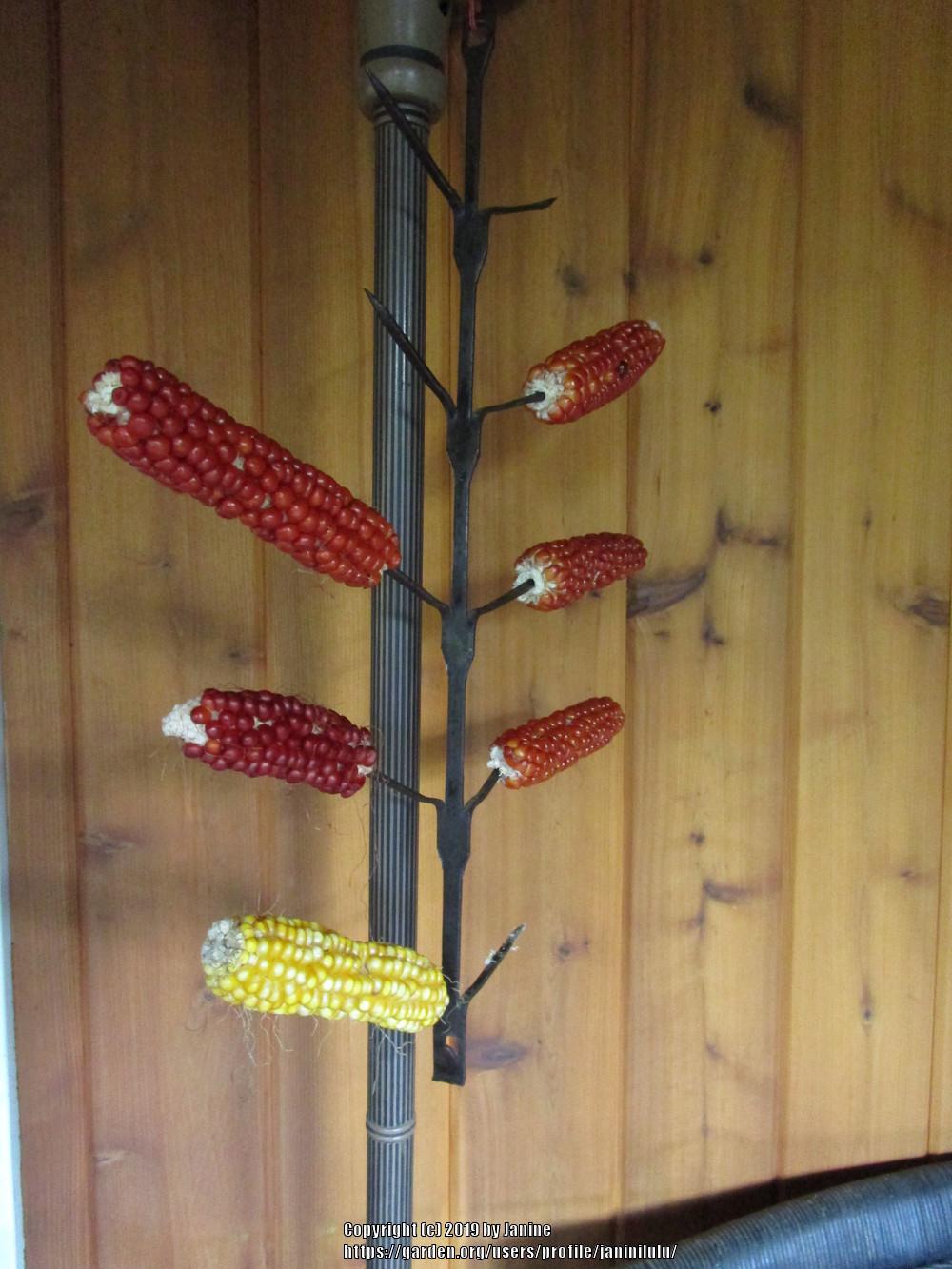 Photo of Ornamental Corn (Zea mays subsp. mays 'Tiger Cub') uploaded by janinilulu