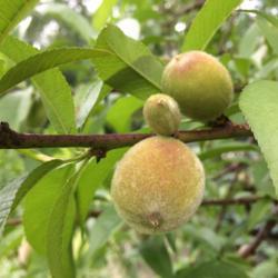 Location: Ohio
Date: 2019-06-04
Young Redhaven peaches