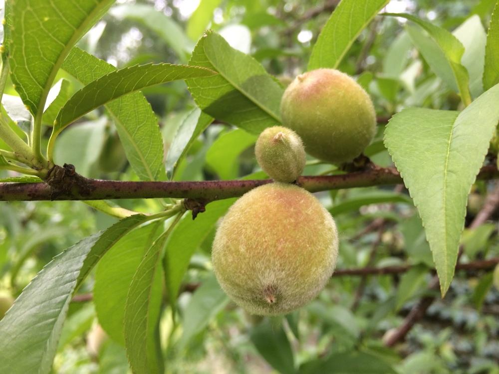 Photo of Peaches (Prunus persica) uploaded by Blazingstar