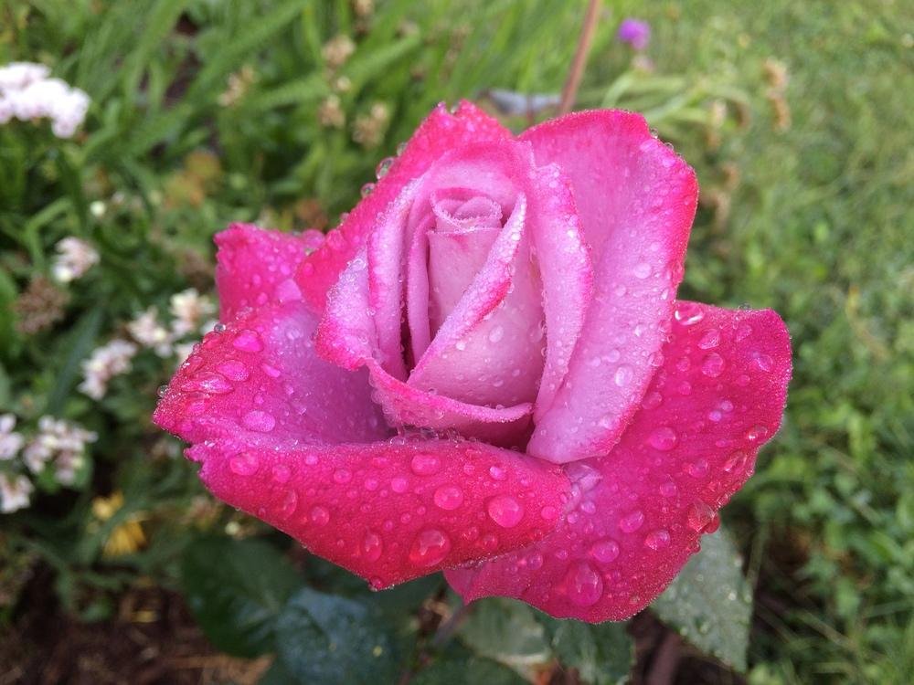 Photo of Roses (Rosa) uploaded by Blazingstar