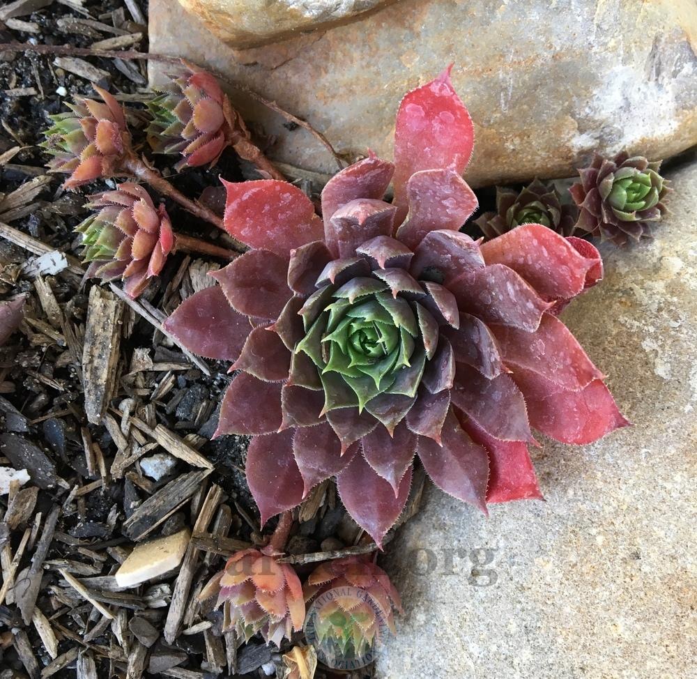 Photo of Hen and Chicks (Sempervivum 'Peggy') uploaded by BlueOddish