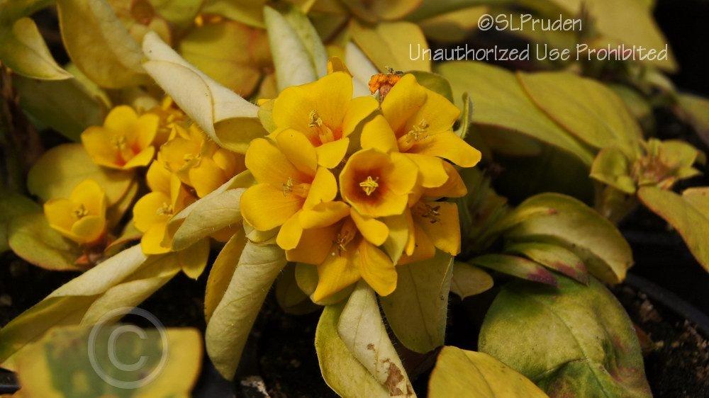 Photo of Dense-Flowered Loosestrife (Lysimachia congestiflora 'Outback Sunset') uploaded by DaylilySLP