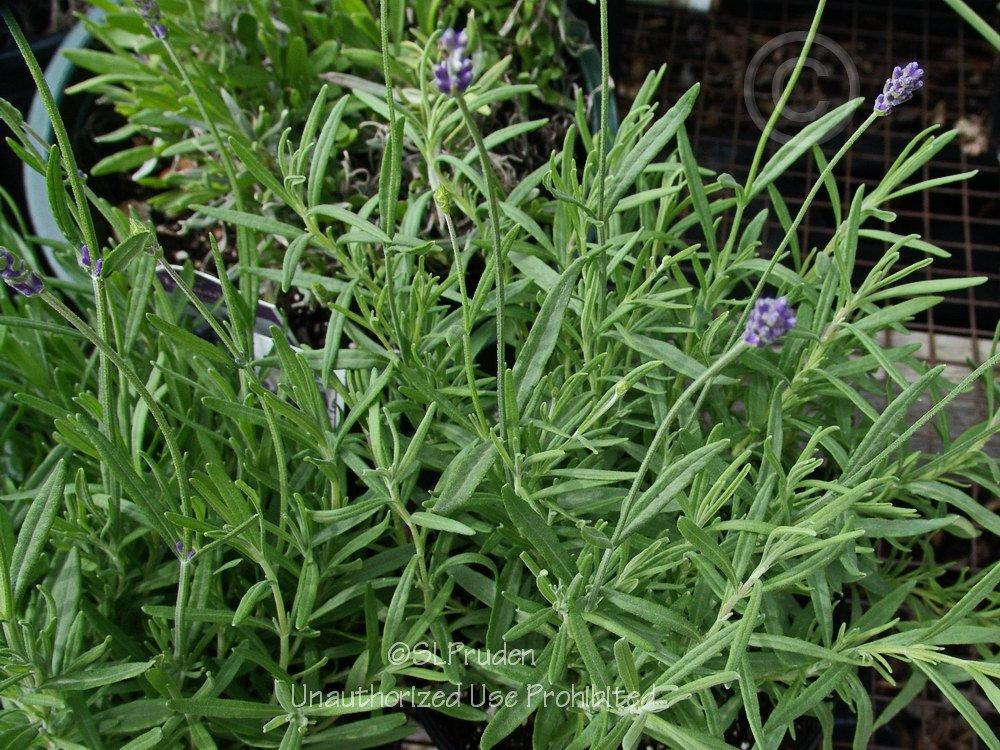 Photo of English Lavender (Lavandula angustifolia 'Hidcote') uploaded by DaylilySLP