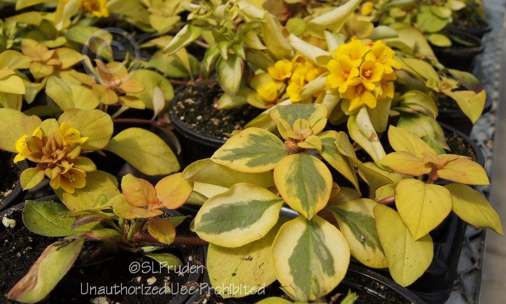 Photo of Dense-Flowered Loosestrife (Lysimachia congestiflora 'Outback Sunset') uploaded by DaylilySLP