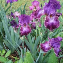 Location: Nocona,Texas zn.7 My gardens
Date: Spring 2019
Love thus bonus iris..fragranc of cloves