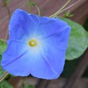 My Square Morning Glory