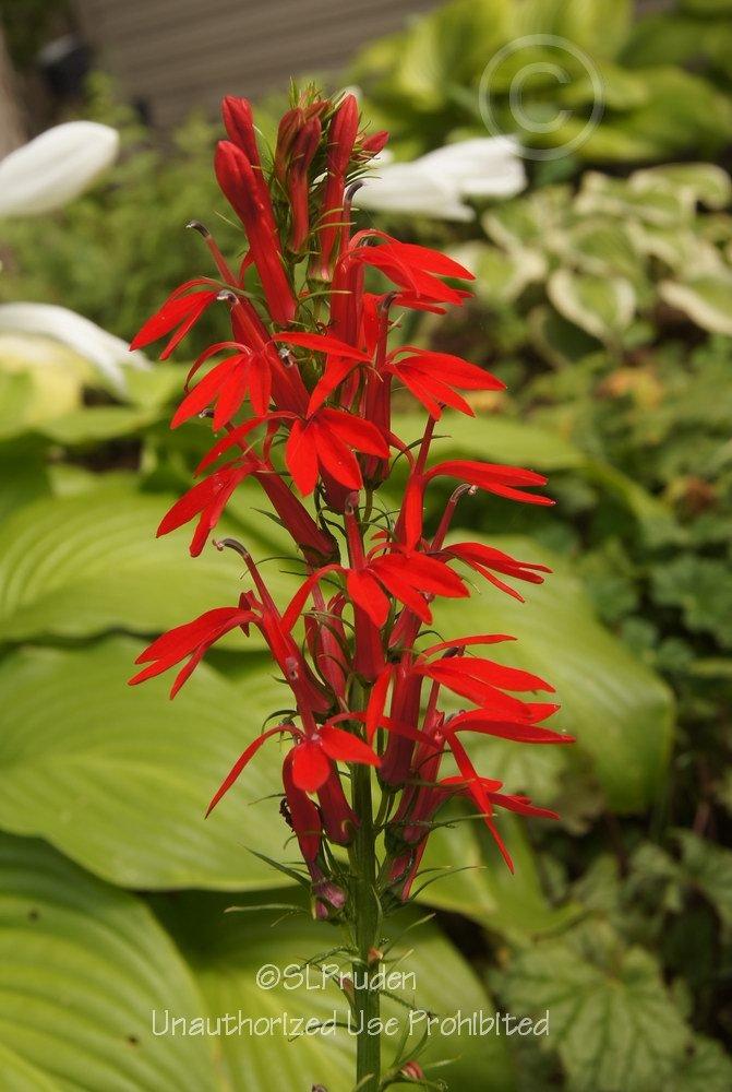 Photo of Cardinal Flower (Lobelia cardinalis) uploaded by DaylilySLP